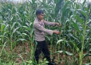 Kanit Bimas Polsek BP Peliung Rutin Pantau Pertumbuhan Jagung di Lahan Ketahanan Pangan Desa Pulau Negara