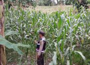 Bhabinkamtibmas Polsek BP Peliung Rutin Kontrol Pertumbuhan Jagung di Lahan Ketahanan Pangan Desa Banu Ayu