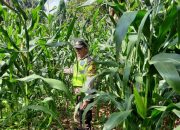 Bhabinkamtibmas Polsek BP Peliung Rutin Pantau Pertumbuhan Jagung di Lahan Ketahanan Pangan