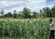 Bhabinkamtibmas Polsek BP Peliung Rutin Pantau Pertumbuhan Jagung di Lahan Ketahanan Pangan Desa Bantan