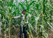 Kanit Bimas Polsek BP Peliung Tinjau Pertumbuhan Jagung di Lahan Ketahanan Pangan Desa Bantan