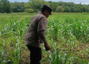 Kanit Bimas Polsek BP Peliung Tinjau Lahan Jagung Ketahanan Pangan di Desa Pahang Asri