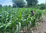 Bhabinkamtibmas Polsek BP Peliung Rutin Pantau Lahan Jagung Ketahanan Pangan di Desa Banu Mas