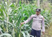 Kanit Bimas Polsek BP Peliung Tinjau Lahan Jagung, Dorong Pemanfaatan Lahan Kosong untuk Ketahanan Pangan