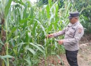 Polisi Turun ke Lahan, Pantau Pertumbuhan Jagung Program Ketahanan Pangan di OKU Timur
