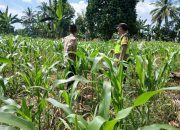 Bhabinkamtibmas Polsek BP Peliung Rutin Pantau Pertumbuhan Jagung di Lahan Ketahanan Pangan