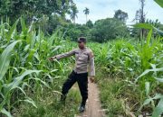 Kanit Bimas Polsek BP Peliung Tinjau Lahan Jagung di Bantan Pelita, Pastikan Program Ketahanan Pangan Berjalan Optimal