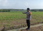 Briptu Ari Saputra Cek Ketahanan Pangan Tanaman Jagung Milik Warga di Desa Bangsa Negara