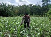 Polsek BP Peliung Intensifkan Pemantauan Lahan Jagung Ketahanan Pangan di Desa Negeri Pakuan