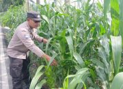 Polsek BP Peliung Rutin Pantau Pertumbuhan Jagung di Lahan Ketahanan Pangan Desa Pulau Negara