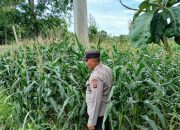 Polisi di BP Peliung Rutin Pantau Lahan Jagung Ketahanan Pangan di Desa Banu Mas