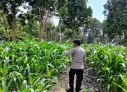 Polisi Turun ke Lahan, Kasium Polsek BP Peliung Pantau Langsung Pertumbuhan Jagung Program Ketahanan Pangan