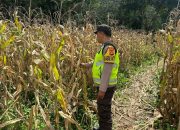 Bhabinkamtibmas Polsek BP Peliung Rutin Pantau Pertumbuhan Jagung di Lahan Ketahanan Pangan Desa Bantan