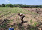 Bhabinkamtibmas Polsek BP Peliung Rutin Pantau Pertumbuhan Jagung di Lahan Ketahanan Pangan