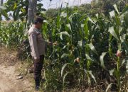 Bhabinkamtibmas Polsek BP Peliung Pantau Pertumbuhan Jagung di Lahan Ketahanan Pangan Desa Banu Mas