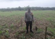 Bhabinkamtibmas Polsek BP Peliung Rutin Pantau Pertumbuhan Jagung di Lahan Ketahanan Pangan