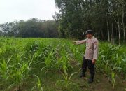 Bhabinkamtibmas Polsek Madang Suku I Cek Pertumbuhan Jagung di Desa Lubuk Harjo