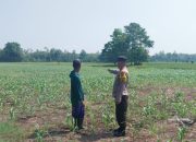 Polsek Madang Suku I Monitoring Lahan Jagung Warga, Dukung Program Ketahanan Pangan Nasional