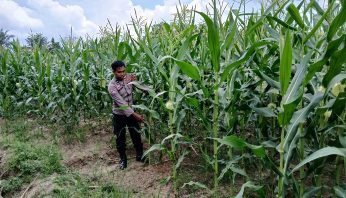 Bhabinkamtibmas Polsek BP Peliung Pantau Pertumbuhan Jagung di Lahan Ketahanan Pangan Desa Bantan