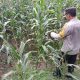 Bhabinkamtibmas Polsek BP Peliung Rutin Pantau Pertumbuhan Jagung di Lahan Ketahanan Pangan Desa Bantan