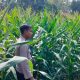 Kanit Bimas Polsek BP Peliung Pantau Pertumbuhan Jagung di Lahan Ketahanan Pangan Desa Banu Ayu