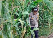 Bhabinkamtibmas Polsek BP Peliung Rutin Kontrol Pertumbuhan Jagung di Lahan Ketahanan Pangan