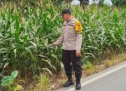 Bhabinkamtibmas Polsek BP Peliung Tinjau Perkembangan Jagung di Lahan Ketahanan Pangan Desa Saung