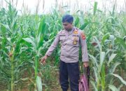 Kanit Bimas Polsek BP Peliung Pantau Pertumbuhan Jagung di Lahan Ketahanan Pangan Desa Pulau Negara