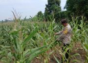 Bhabinkamtibmas Polsek BP Peliung Rutin Pantau Pertumbuhan Jagung di Lahan Ketahanan Pangan Desa Bantan Pelita