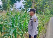 Polsek BP Peliung Rutin Pantau Pertumbuhan Jagung di Lahan Ketahanan Pangan Desa Negeri Agung