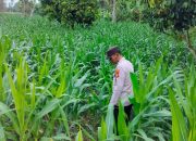 Kanit Patroli Polsek BP Peliung Pantau Pertumbuhan Jagung di Lahan Ketahanan Pangan Desa Banu Ayu