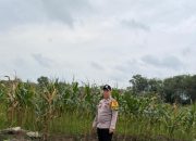 Dukung Ketahanan Pangan, Personel Polsek Madang Suku I Tinjau Lahan Jagung Milik Warga