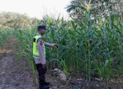 Bhabinkamtibmas Polsek Belitang II Tinjau Lahan Jagung Warga di Mulyasari, Dukung Program Ketahanan Pangan