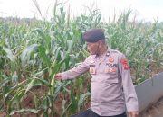 Kanit Patroli Polsek BP Peliung Tinjau Lahan Jagung, Dorong Ketahanan Pangan Masyarakat