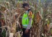 Bhabinkamtibmas Polsek BP Peliung Tinjau Lahan Jagung, Dorong Pemanfaatan Lahan Kosong untuk Ketahanan Pangan