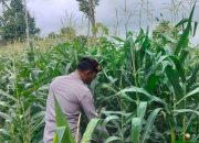 Polsek BP Peliung Intensif Pantau Lahan Jagung, Wujud Dukungan terhadap Program Ketahanan Pangan