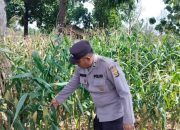 Polsek BP Peliung Intensif Pantau Lahan Jagung, Dukung Program Ketahanan Pangan Nasional