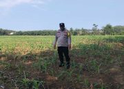 Bhabinkamtibmas BP Peliung Tinjau Lahan Jagung, Dukung Ketahanan Pangan Nasional