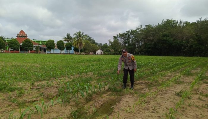Polisi Pantau Lahan Jagung Warga, Dukung Ketahanan Pangan di Wilayah Madang Suku I