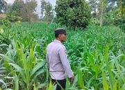 Kanit Patroli Polsek BP Peliung Tinjau Lahan Jagung di Desa Pulau Negara, Wujud Dukungan Ketahanan Pangan