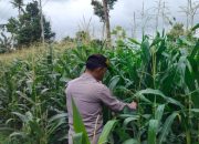 Pantau Lahan Jagung di Bantan Pelita, Kanit Patroli Polsek BP Peliung Dorong Pemanfaatan Lahan Kosong