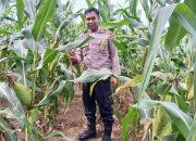 Dukung Ketahanan Pangan Nasional, Kanit Binmas Polsek BP Peliung Rutin Pantau Pertumbuhan Jagung
