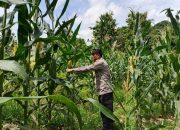 Kasium Polsek BP Peliung Tinjau Lahan Jagung di Bantan Pelita, Perkuat Dukungan Program Ketahanan Pangan