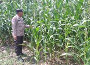 Personel Polsek BP Peliung Lakukan Monitoring Lahan Jagung di Negeri Agung Jaya, Dorong Ketahanan Pangan