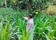 Kanit Patroli Polsek BP Peliung Tinjau Lahan Jagung Warga, Pastikan Program Ketahanan Pangan Berjalan Optimal