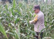 Bhabinkamtibmas Polsek BP Peliung Pantau Pertumbuhan Jagung di Desa Bantan Pelita, Wujud Dukungan Ketahanan Pangan