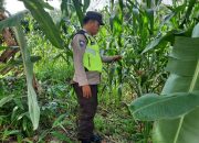 Bhabinkamtibmas Polsek BP Peliung Pantau Pertumbuhan Jagung di Desa Bantan Pelita, Wujud Dukungan Ketahanan Pangan