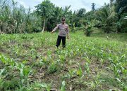 Polsek BP Peliung Intensifkan Pemantauan Lahan Jagung, Dukung Program Ketahanan Pangan Nasional