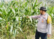 Polisi Cek Lahan Jagung Warga di Belitang II, Dukung Ketahanan Pangan Nasional