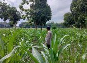 Kasium Polsek BP Peliung Tinjau Lahan Jagung Ketahanan Pangan di Desa Bantan Pelita